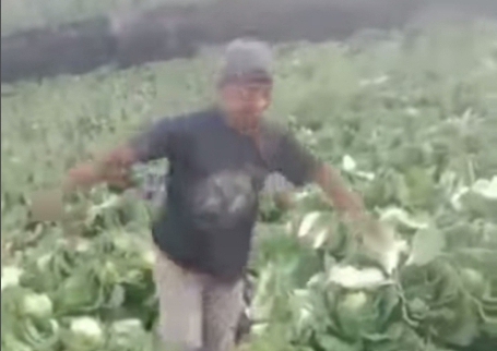 Akibat Harga sayuran yang anjlok di pasaran, Seorang Petani meluapkan amarahnya, dengan membabat tanaman kubisnya sendiri